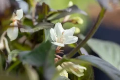 Weigela florida 'Ebony & Ivory'® (Weigelia 'Ebony & Ivory')