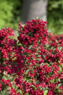 Weigela 'Red Prince' (Weigela 'Red Prince')
