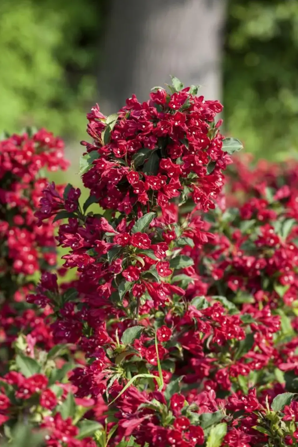 Weigela 'Red Prince' (Weigela 'Red Prince')