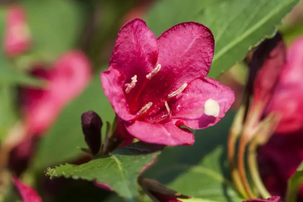 Weigela 'Red Prince' (Weigela 'Red Prince')