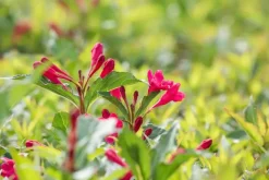 Weigela 'Red Prince' (Weigela 'Red Prince')