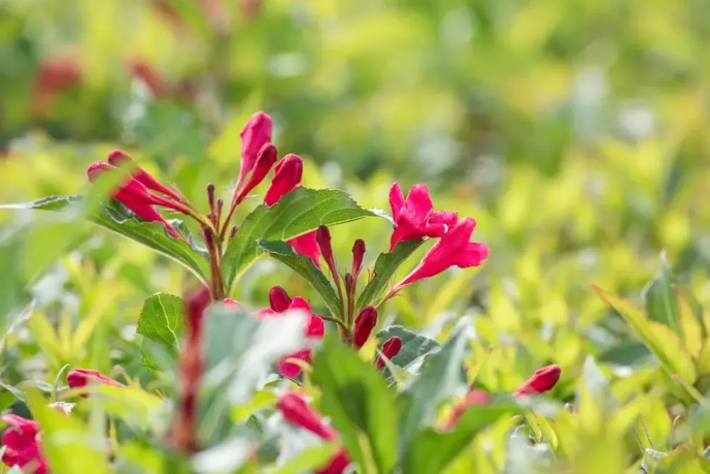 Weigela 'Red Prince' (Weigela 'Red Prince')