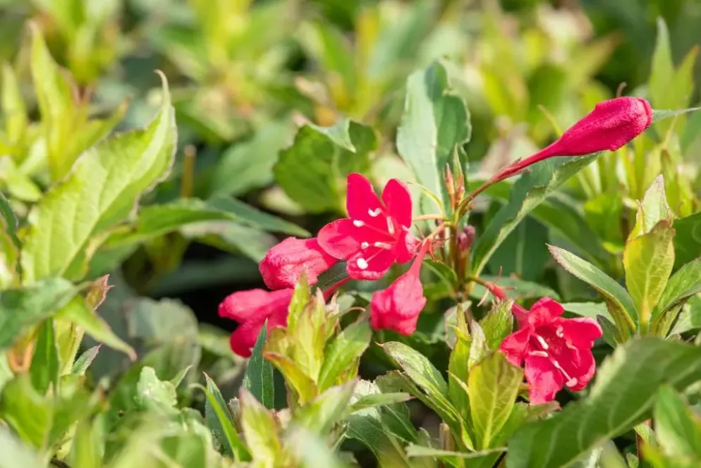 Weigela 'Red Prince' (Weigela 'Red Prince')