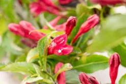 Weigela 'Red Prince' (Weigela 'Red Prince')