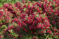 Weigela 'Red Prince' (Weigela 'Red Prince')