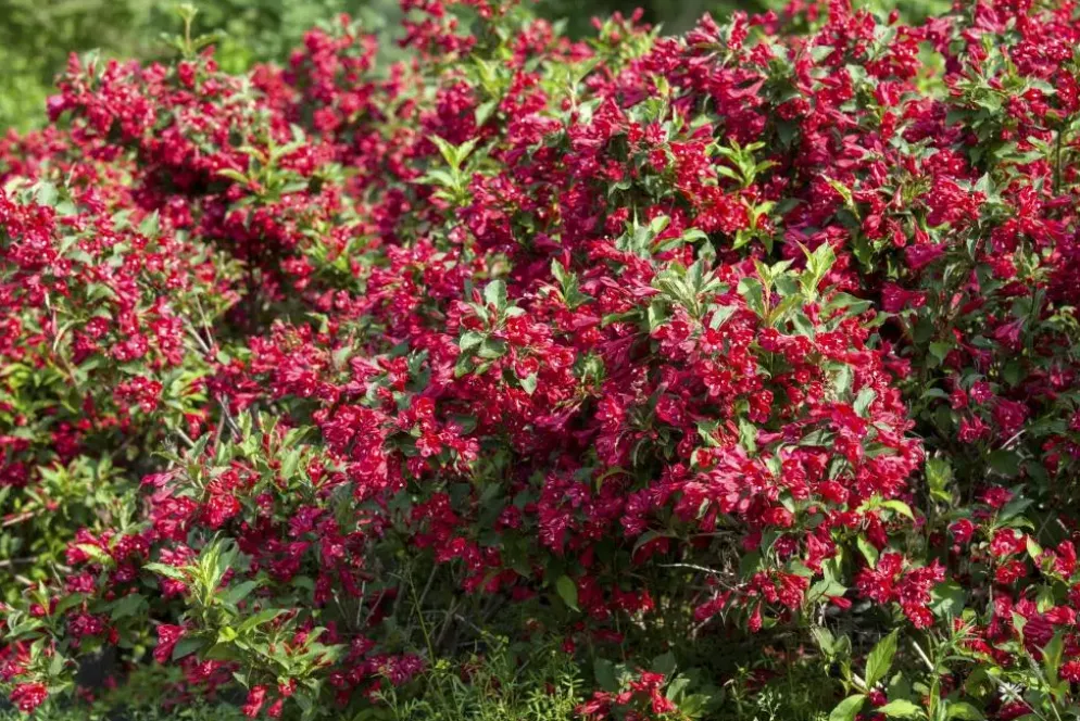 Weigela 'Red Prince' (Weigela 'Red Prince')