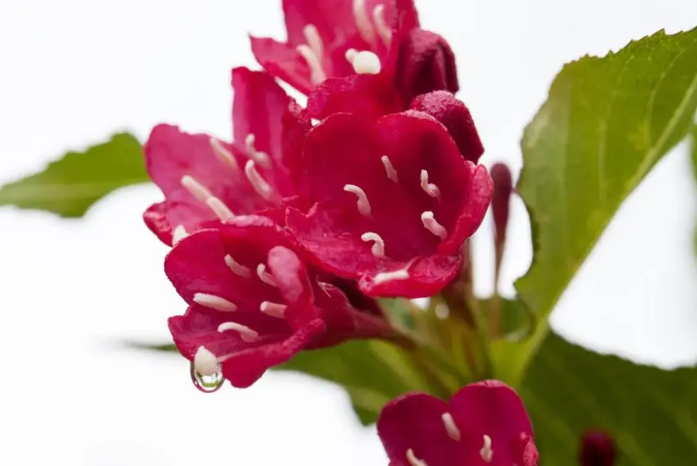 Weigela 'Red Prince' (Weigela 'Red Prince')
