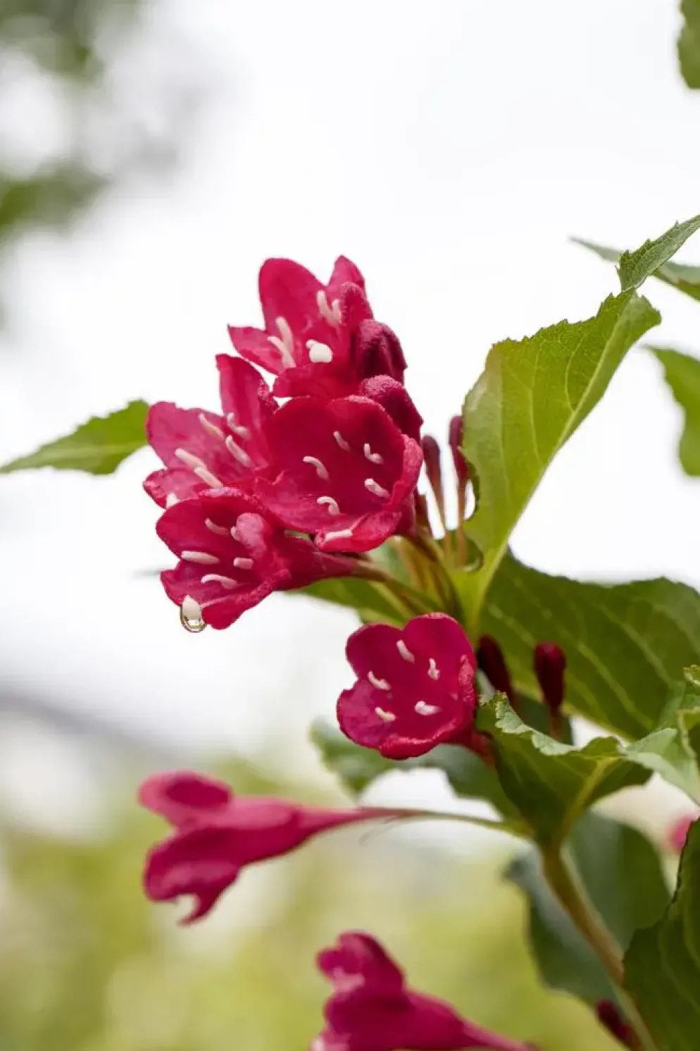 Weigela 'Red Prince' (Weigela 'Red Prince')