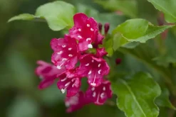 Weigela 'Red Prince' (Weigela 'Red Prince')