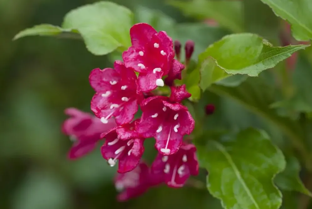 Weigela 'Red Prince' (Weigela 'Red Prince')
