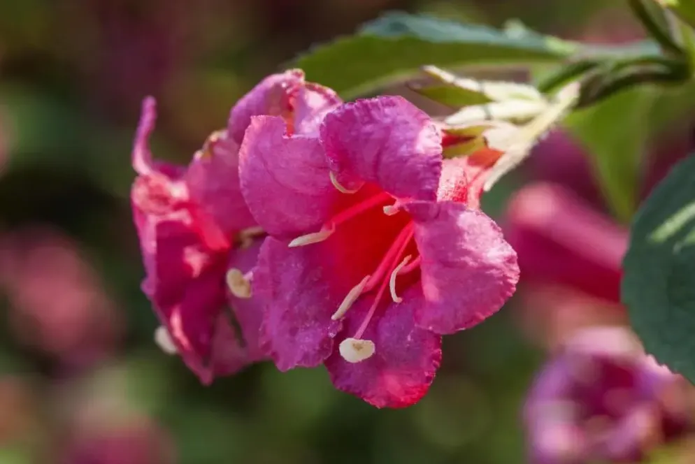 Weigela 'Red Prince' (Weigela 'Red Prince')