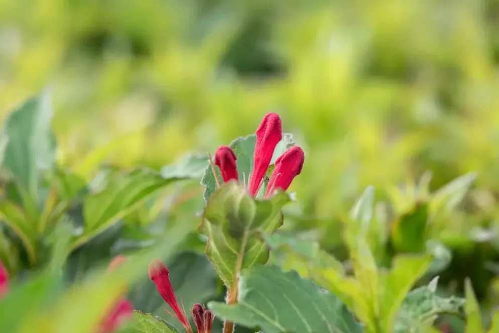 Weigela 'Red Prince' (Weigela 'Red Prince')