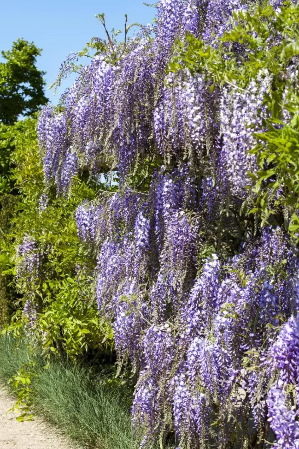 Wisteria (Blauweregen)