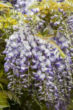 Wisteria (Blauweregen)