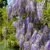 Wisteria (Blauweregen)