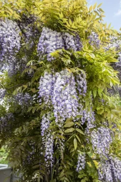 Wisteria (Blauweregen)