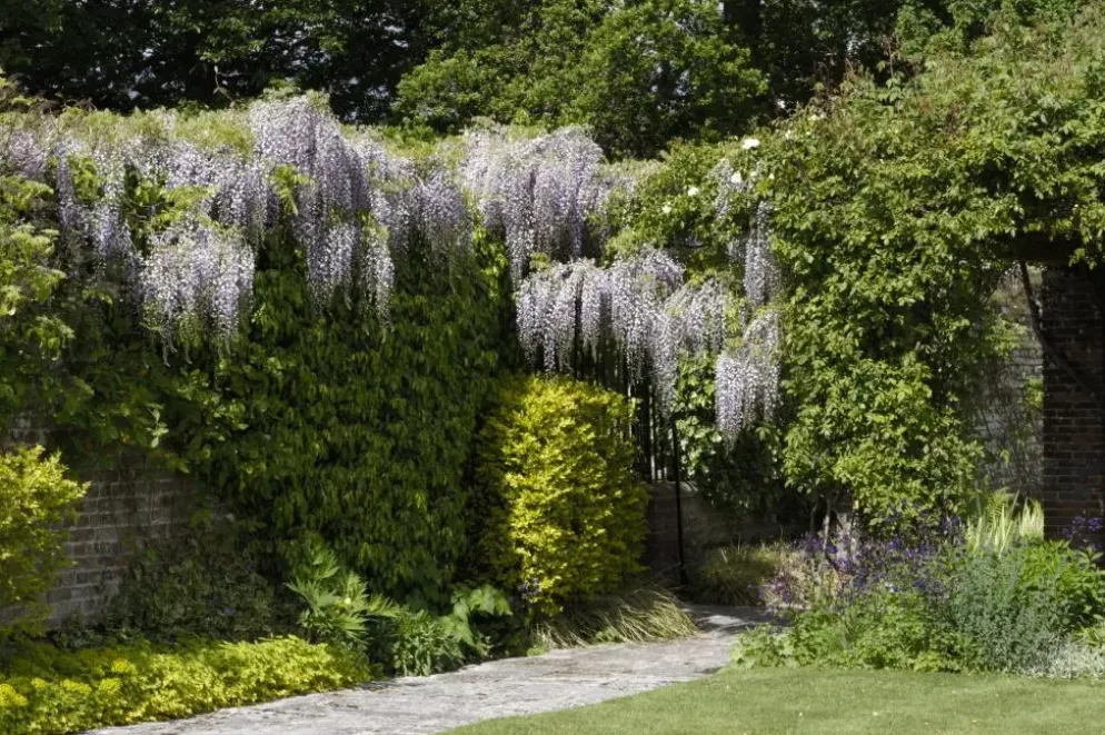 Wisteria (Blauweregen)