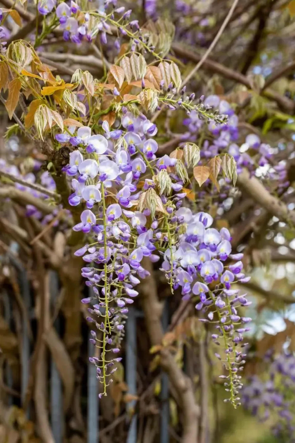 Wisteria (Blauweregen)