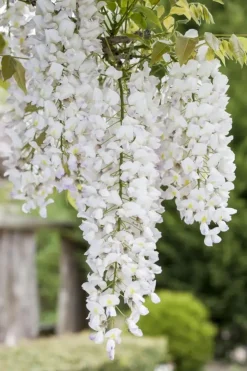 Wisteria (Blauweregen)