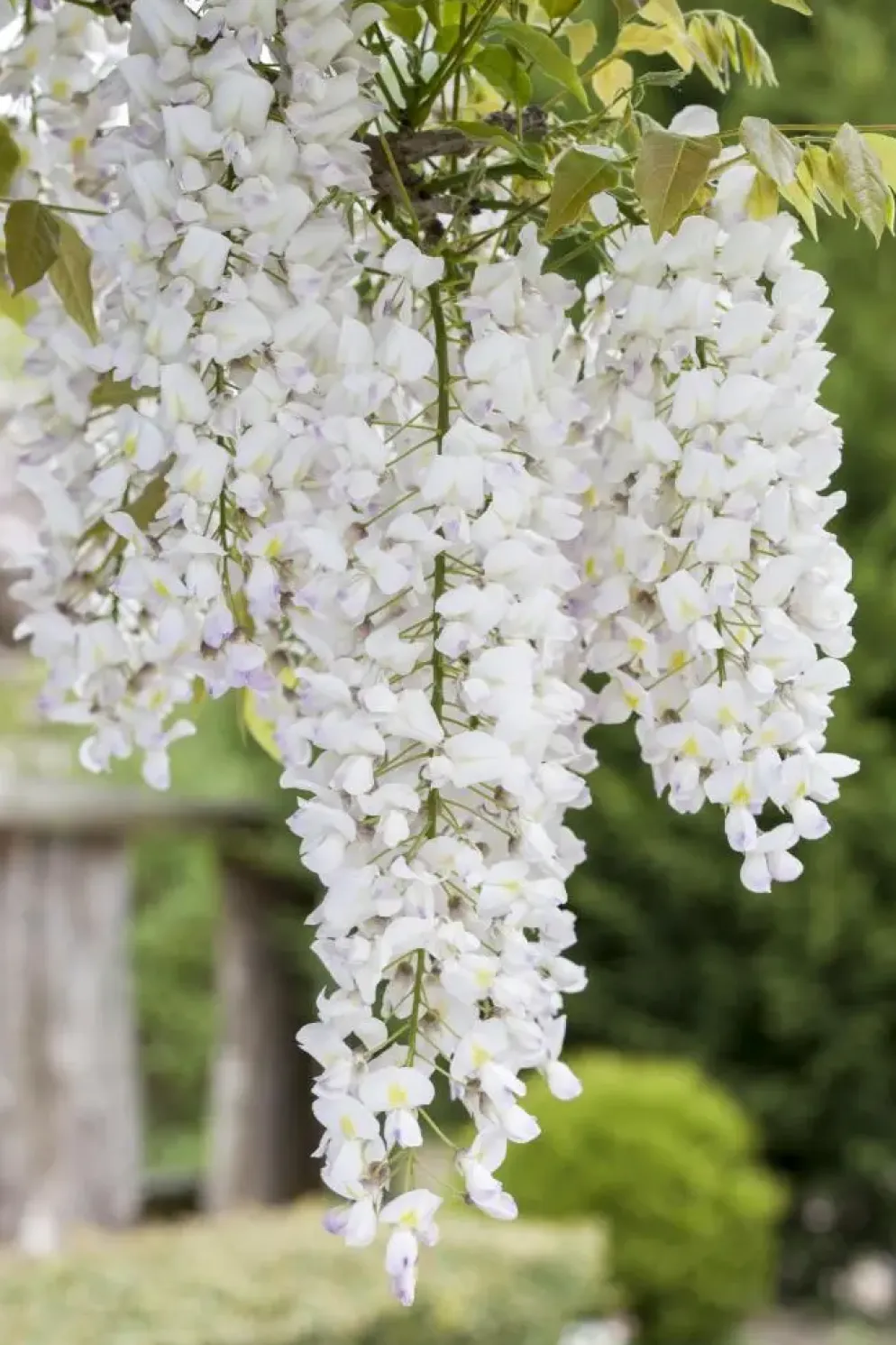 Wisteria (Blauweregen)