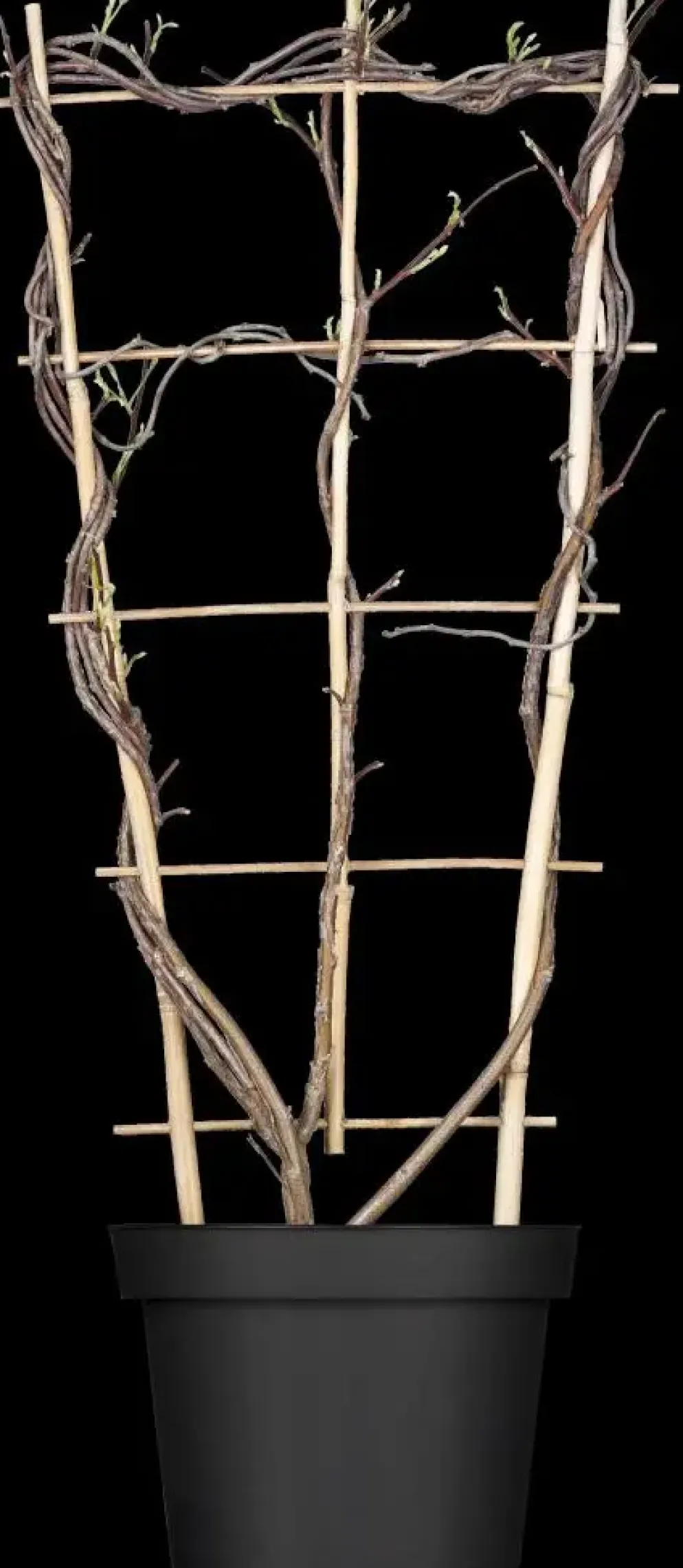 Wisteria (Blauweregen)