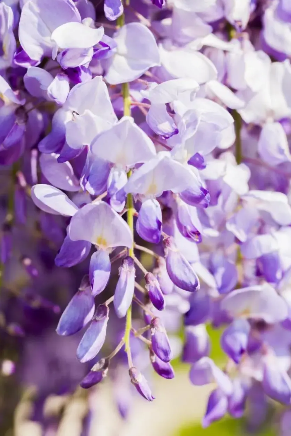Wisteria (Blauweregen)