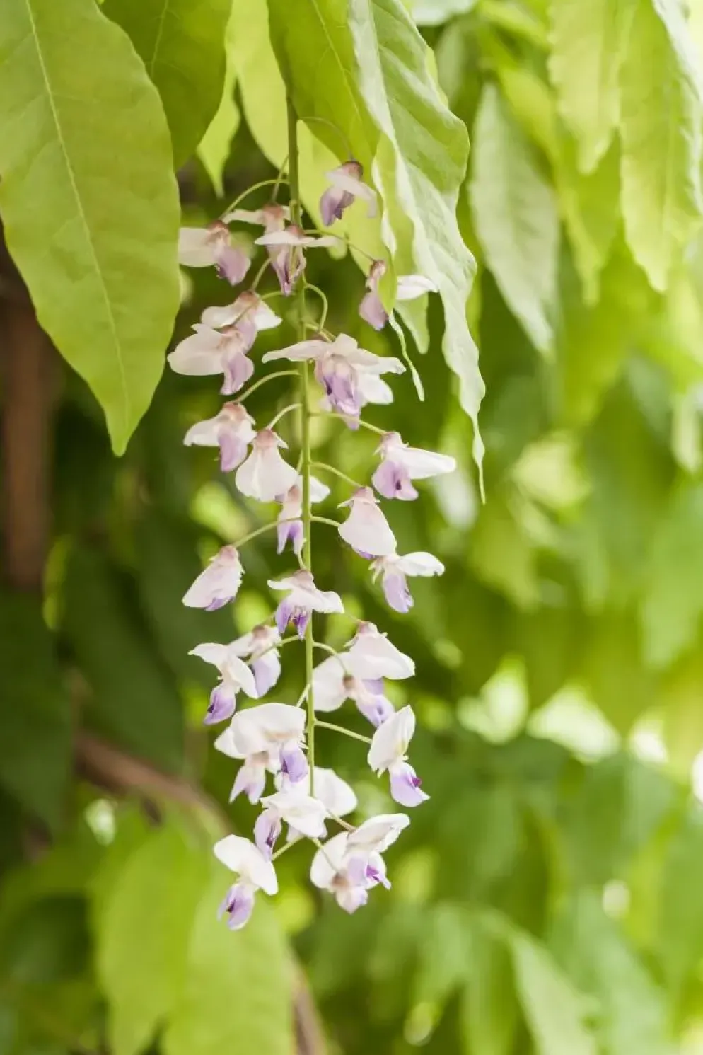 Wisteria (Blauweregen)