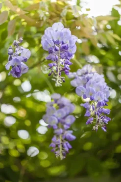 Wisteria floribunda 'Ikoyama Fuji' (Japanse blauweregen 'Ikoyama Fuji')
