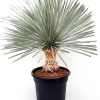 Yucca glo. lone star p50 h100