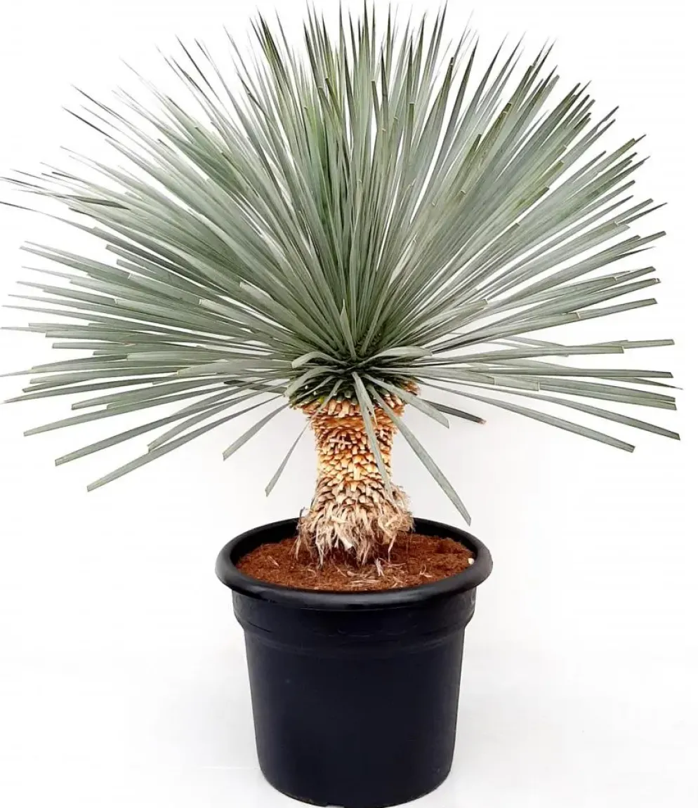 Yucca glo. lone star p50 h100