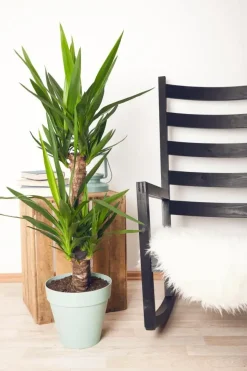 Yucca (Palmlelie)