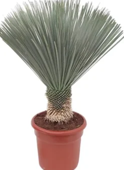 Yucca (Palmlelie)