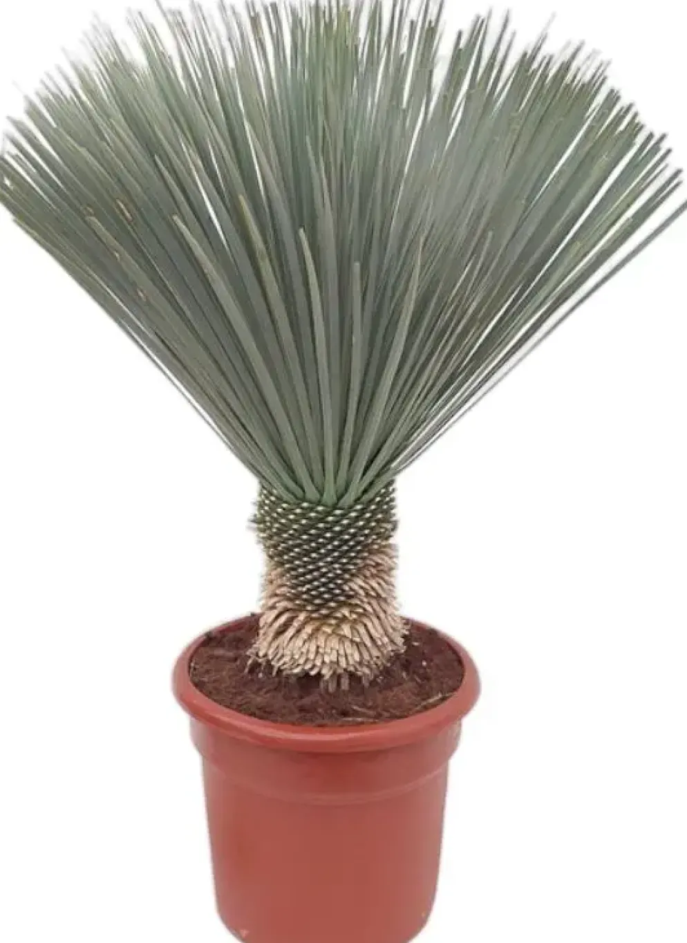 Yucca (Palmlelie)