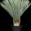 Yucca rostrata (Palmlelie)
