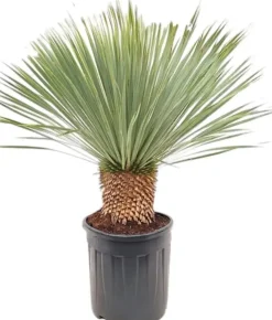 Yucca rostrata (Palmlelie)