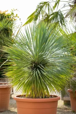 Yucca rostrata (Palmlelie)