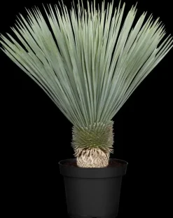 Yucca rostrata (Palmlelie)
