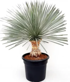 Yucca rostrata (Palmlelie)