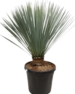 Yucca rostrata (Palmlelie) 110 cm