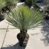 Yucca rostrata (Palmlelie) 110cm