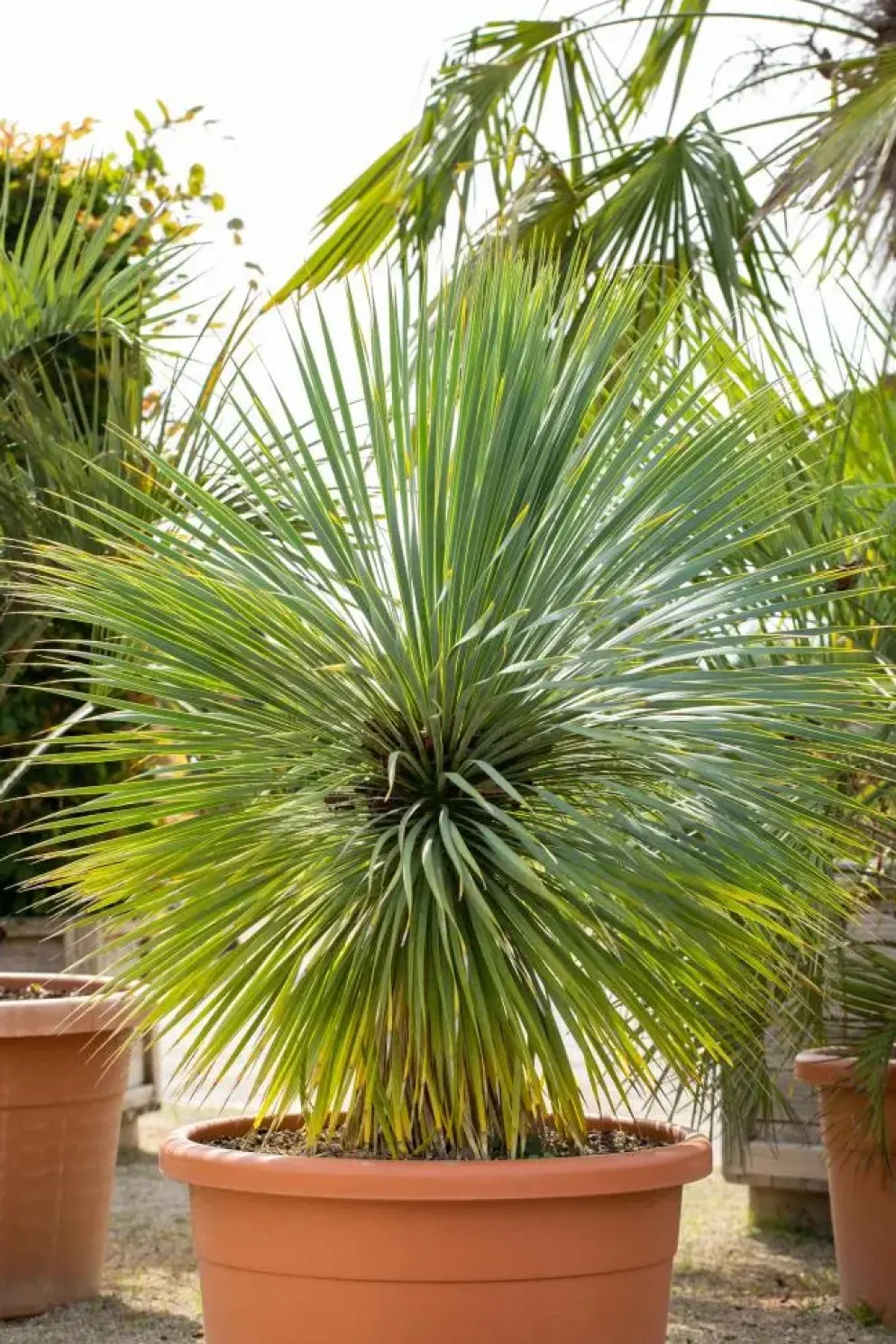 Yucca rostrata (Palmlelie) 110cm
