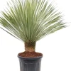 Yucca rostrata (Palmlelie) 130cm