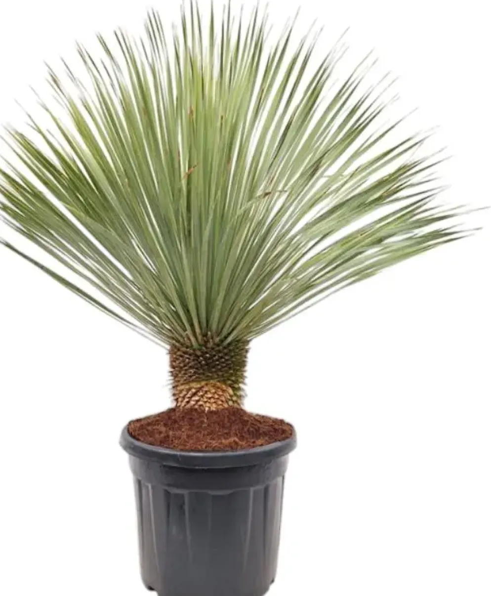 Yucca rostrata (Palmlelie) 130cm