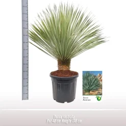 Yucca rostrata (Palmlelie) 130cm